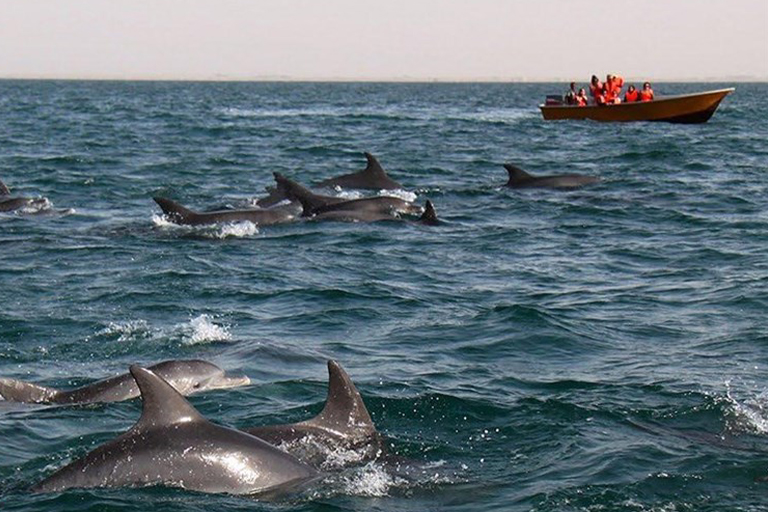 جاذبه های گردشگری جزیره هنگام| دسته دلفین های قشم | مهاجر سیر ایرانیان
