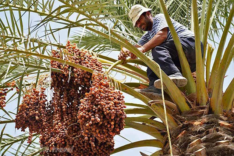 جاذبه های گردشگری جزیره هنگام| نخلستان های جزیره هنگام | مهاجر سیر ایرانیان