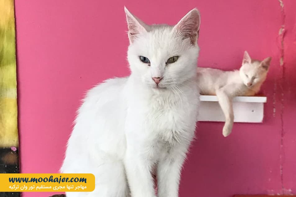 VAN KEDI EVI 1 مهاجر سیر ایرانیان