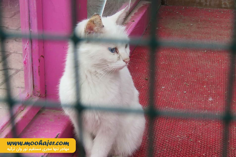 VAN KEDI EVI 10 مهاجر سیر ایرانیان