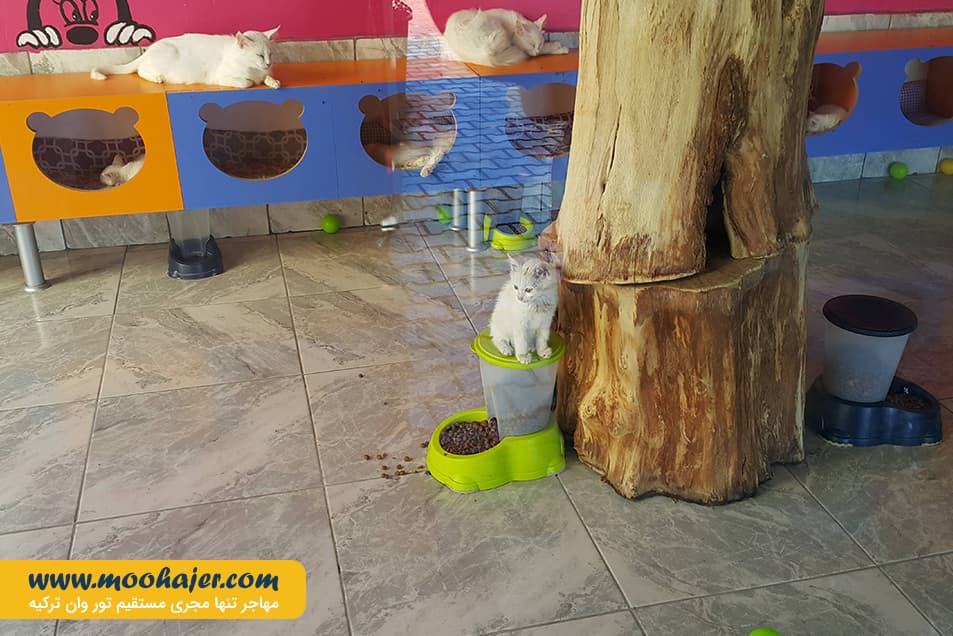 VAN KEDI EVI 11 مهاجر سیر ایرانیان