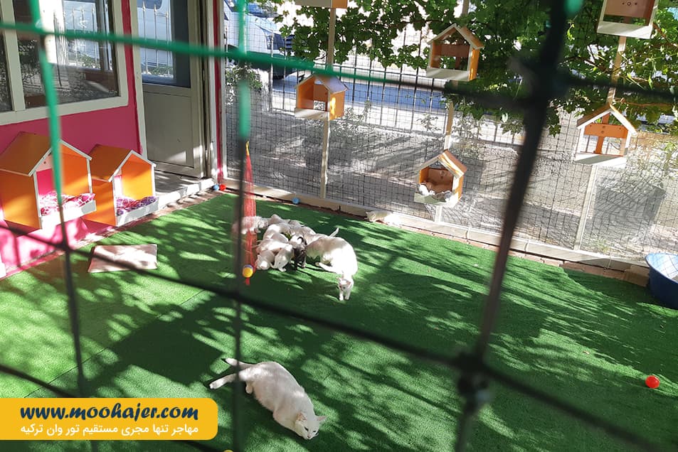 VAN KEDI EVI 14 مهاجر سیر ایرانیان