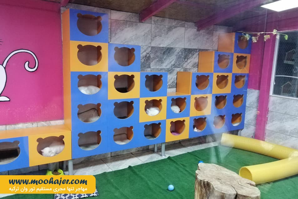 VAN KEDI EVI 15 مهاجر سیر ایرانیان