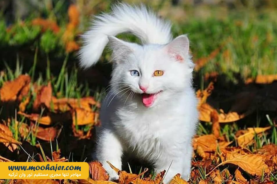 VAN KEDI EVI 17 مهاجر سیر ایرانیان