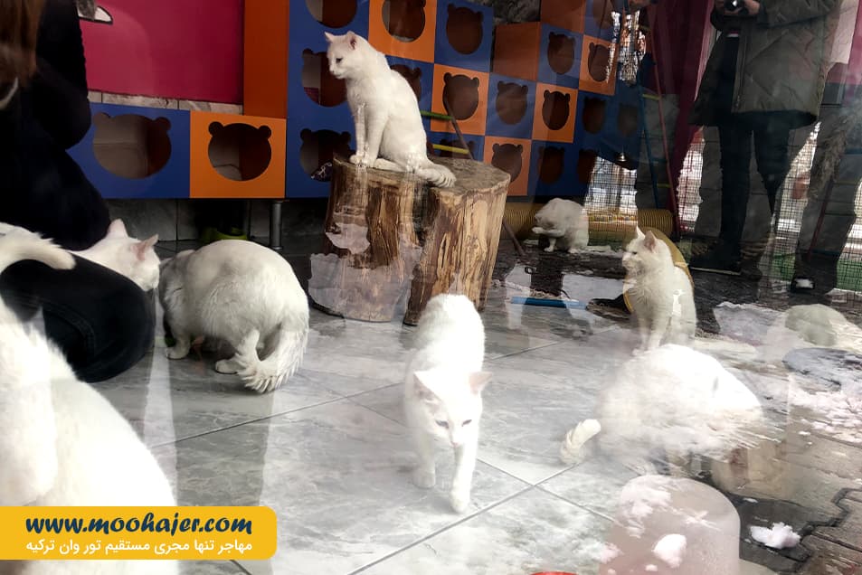 VAN KEDI EVI 19 مهاجر سیر ایرانیان