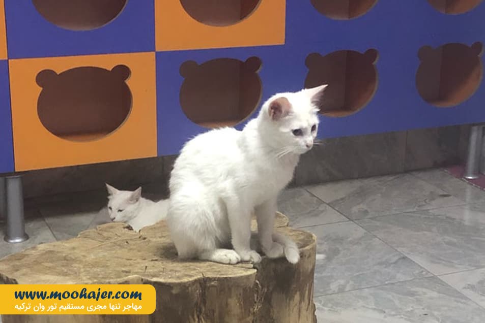 VAN KEDI EVI 2 مهاجر سیر ایرانیان