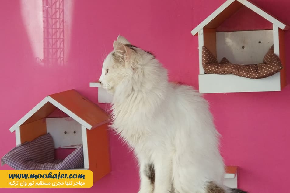 VAN KEDI EVI 20 مهاجر سیر ایرانیان