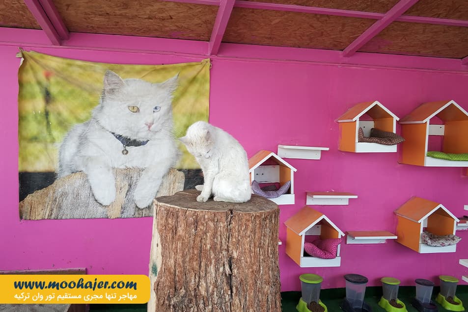 VAN KEDI EVI 21 مهاجر سیر ایرانیان