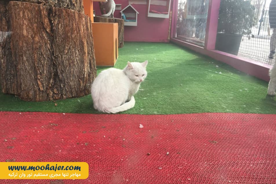 VAN KEDI EVI 3 مهاجر سیر ایرانیان