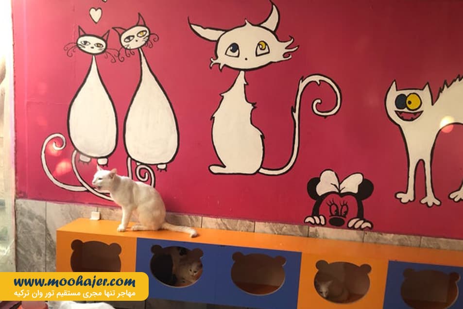 VAN KEDI EVI 4 مهاجر سیر ایرانیان