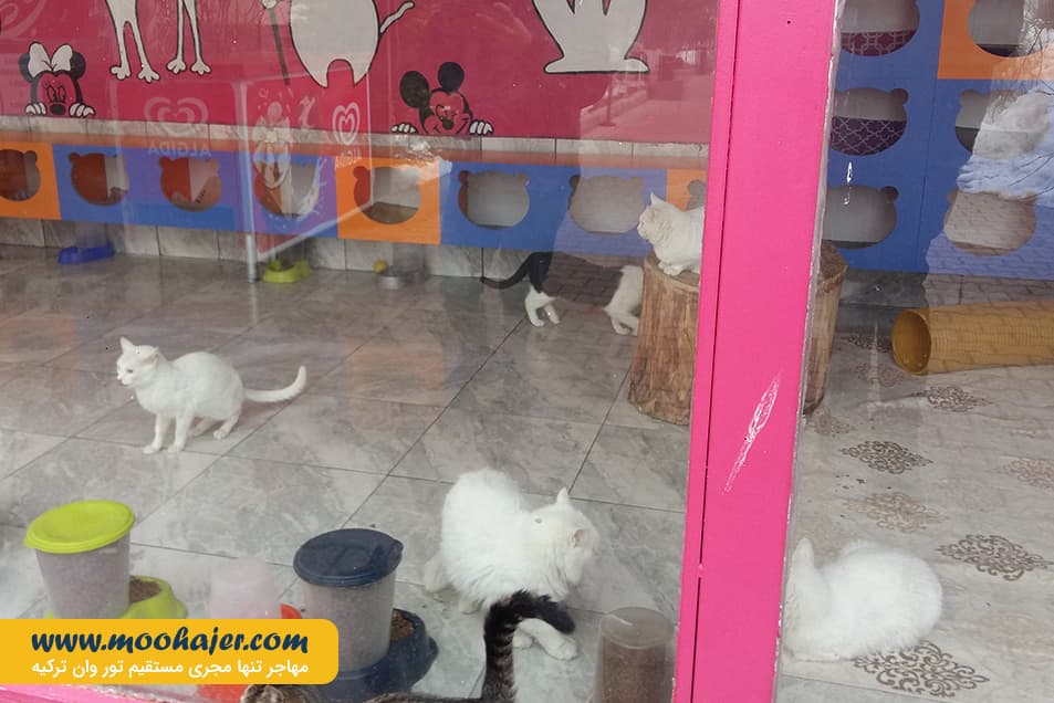 VAN KEDI EVI 8 مهاجر سیر ایرانیان