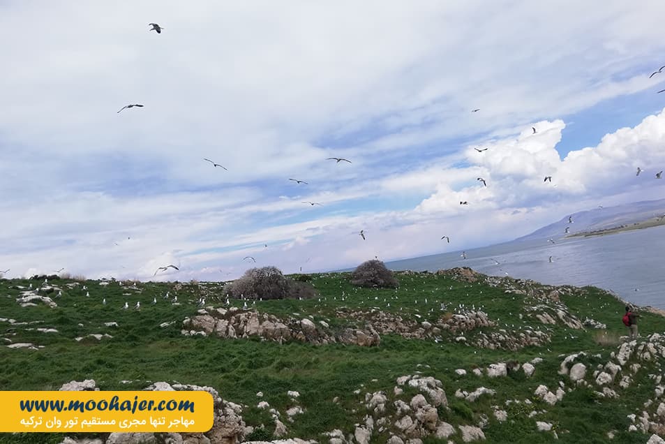 چارپاناک Çarpanak Island 14 مهاجر سیر ایرانیان