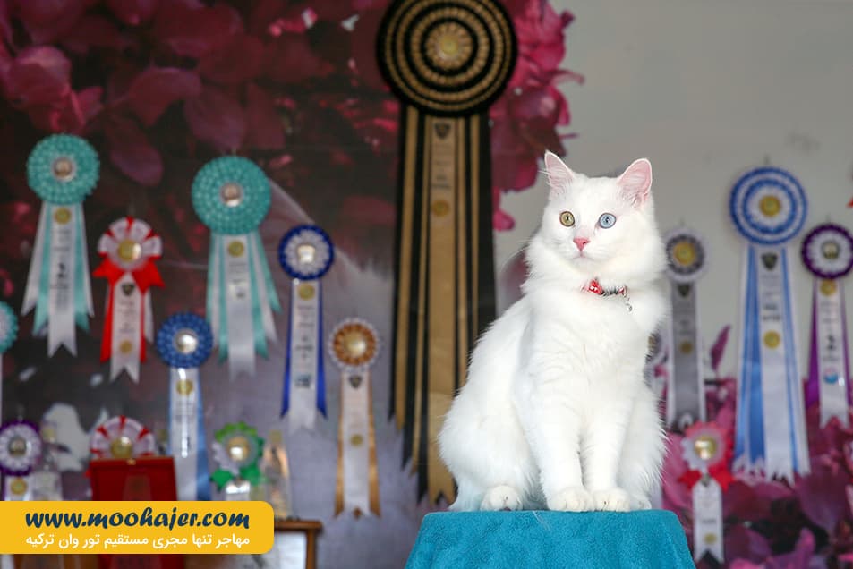 گربه جهان 1 مهاجر سیر ایرانیان