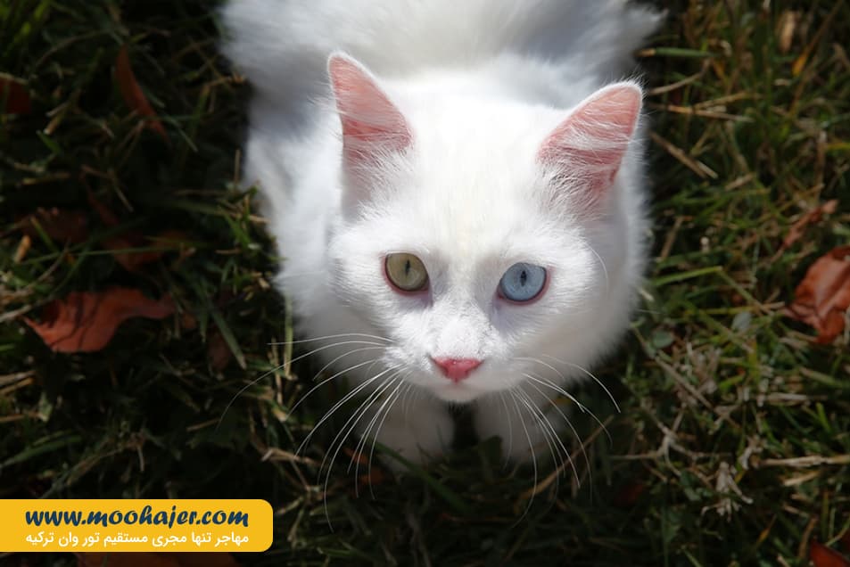 گربه جهان 10 مهاجر سیر ایرانیان