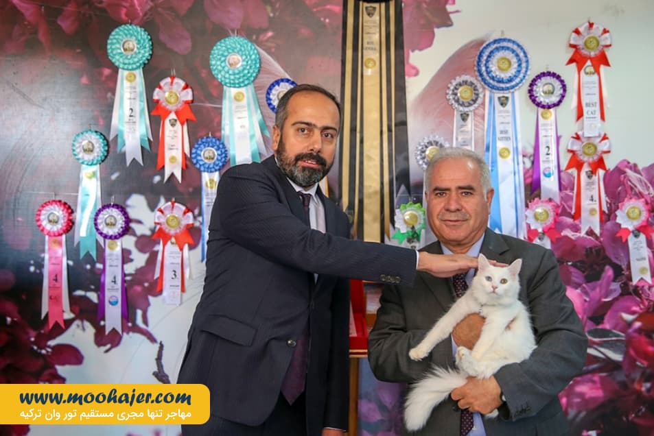 گربه جهان 11 مهاجر سیر ایرانیان