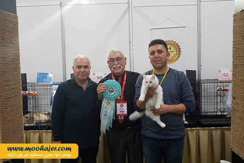 گربه جهان 13 مهاجر سیر ایرانیان