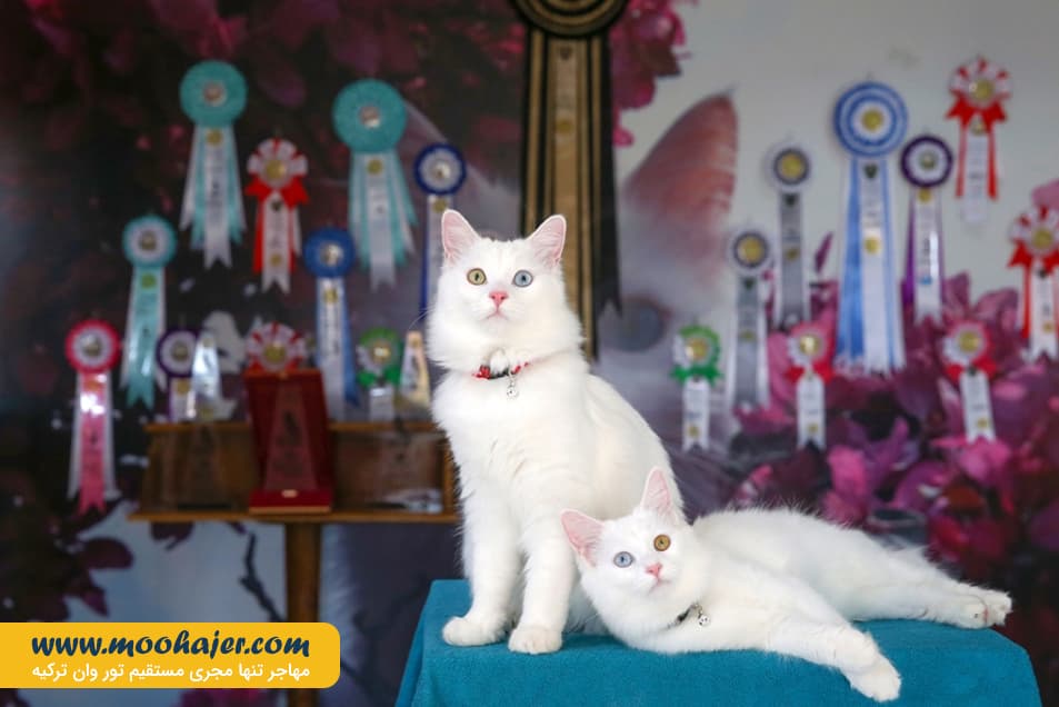 گربه جهان 2 مهاجر سیر ایرانیان