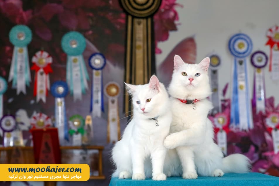 گربه جهان 3 مهاجر سیر ایرانیان