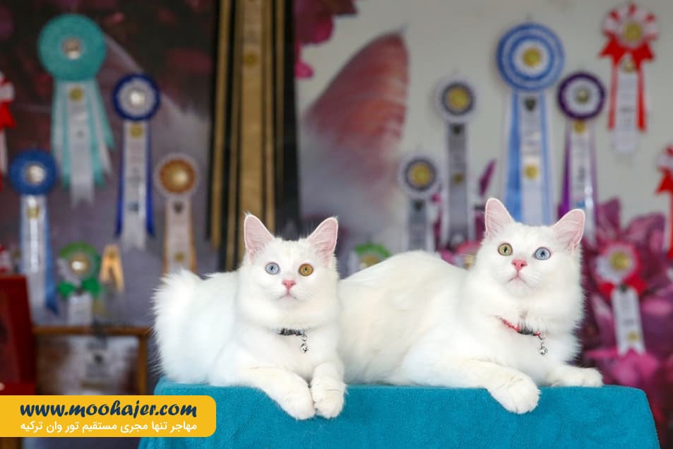 گربه جهان 4 مهاجر سیر ایرانیان