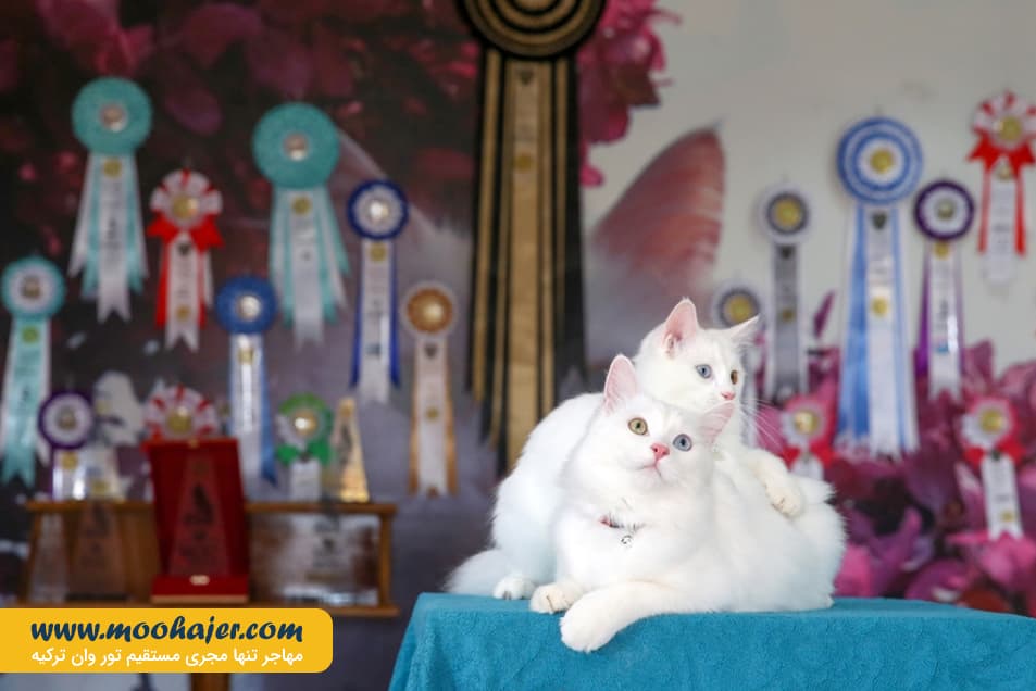 گربه جهان 5 مهاجر سیر ایرانیان