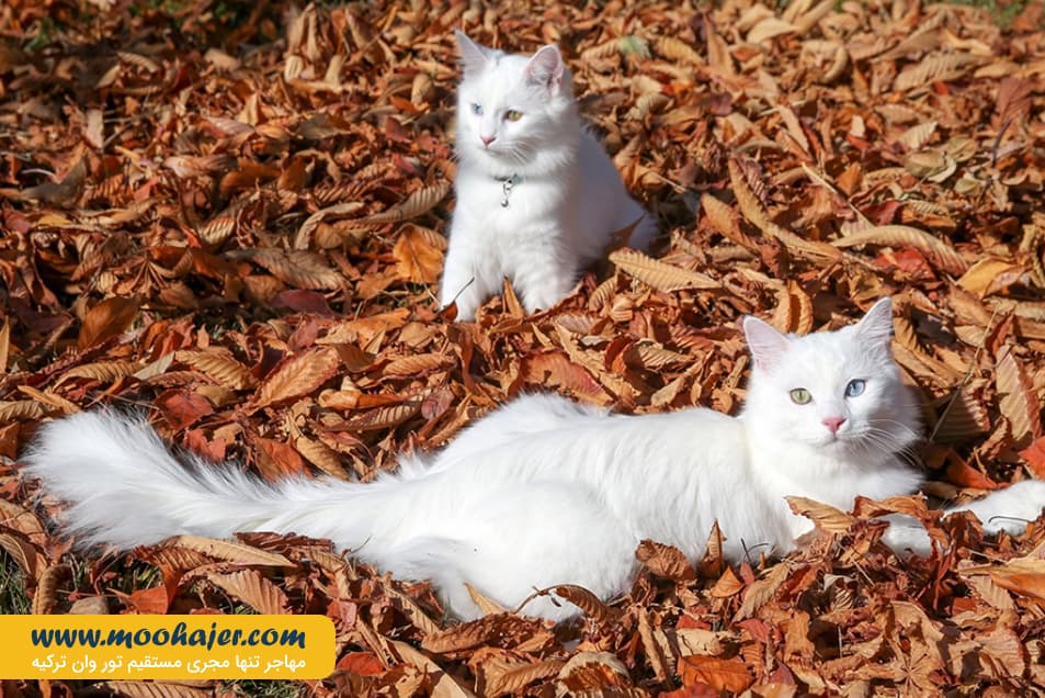 گربه جهان 6 مهاجر سیر ایرانیان