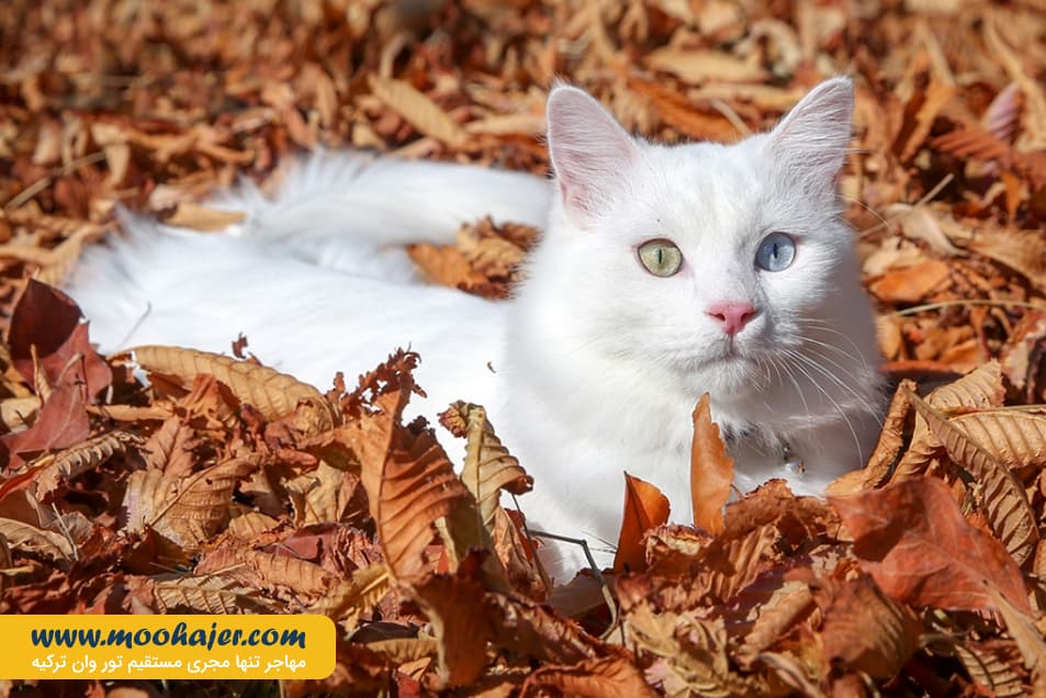 گربه جهان 7 مهاجر سیر ایرانیان