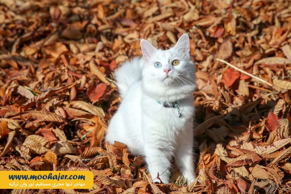 گربه جهان 8 مهاجر سیر ایرانیان