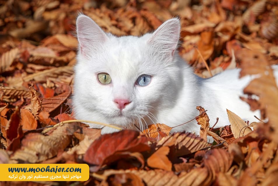 گربه جهان 9 مهاجر سیر ایرانیان