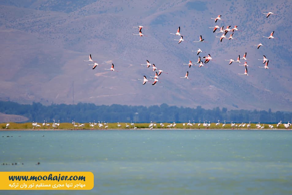 دریاچه وان11 مهاجر سیر ایرانیان