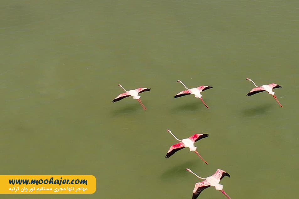 دریاچه وان12 مهاجر سیر ایرانیان