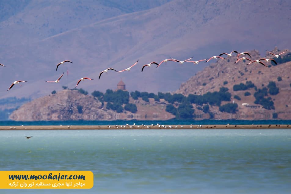 دریاچه وان13 مهاجر سیر ایرانیان