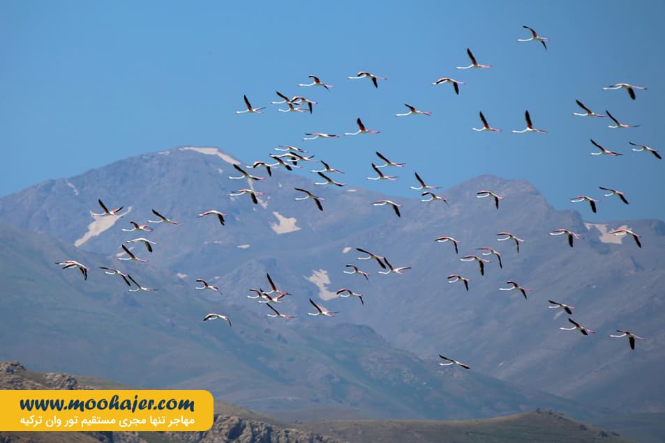 دریاچه وان14 مهاجر سیر ایرانیان