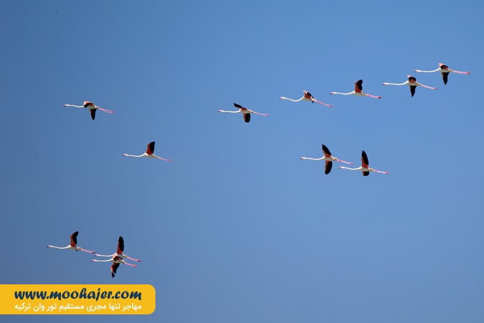 دریاچه وان15 مهاجر سیر ایرانیان