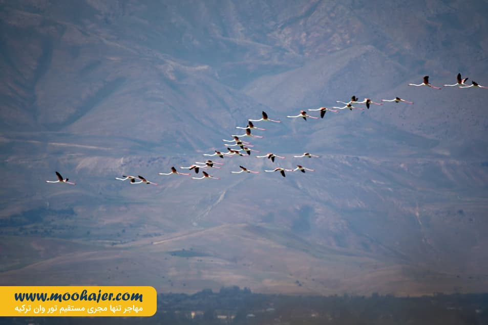 دریاچه وان16 مهاجر سیر ایرانیان