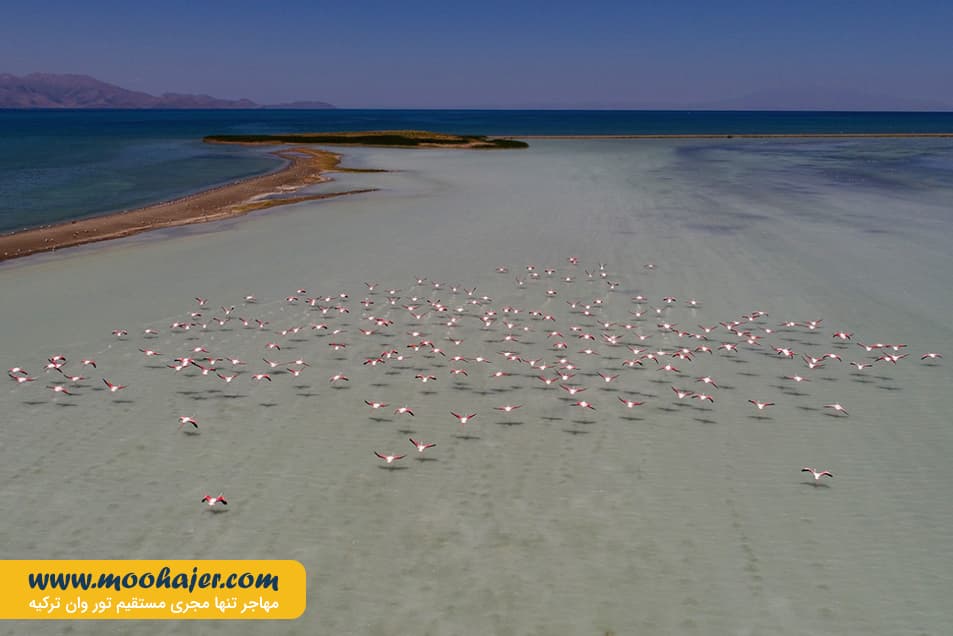 دریاچه وان18 مهاجر سیر ایرانیان