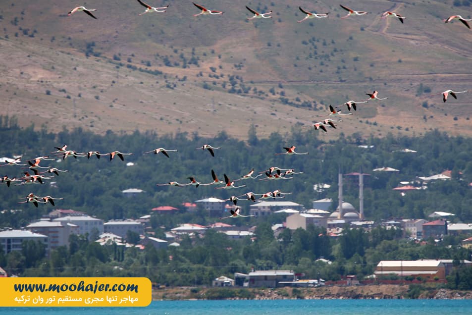 دریاچه وان19 مهاجر سیر ایرانیان