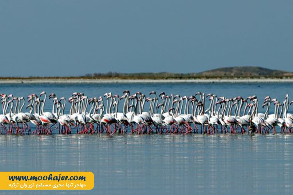 دریاچه وان2 مهاجر سیر ایرانیان