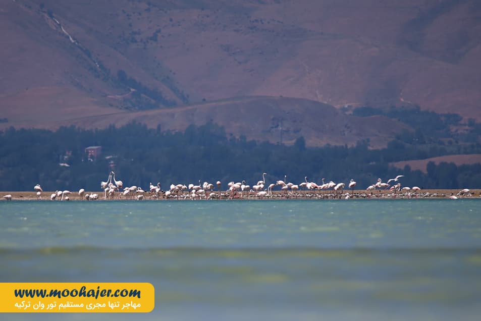 دریاچه وان20 مهاجر سیر ایرانیان