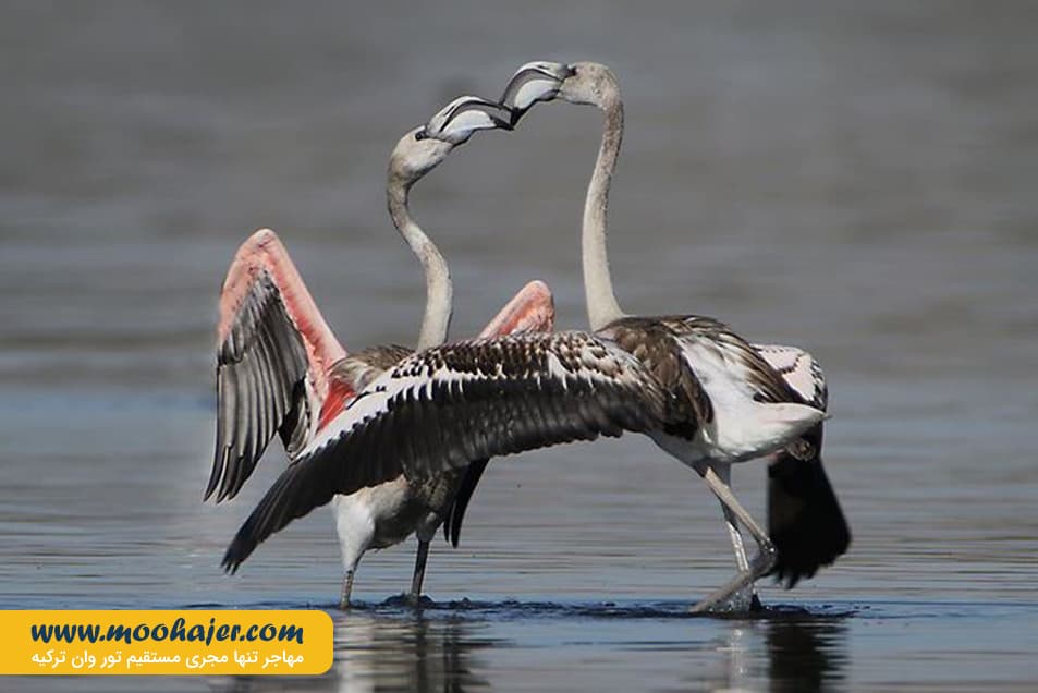 دریاچه وان22 مهاجر سیر ایرانیان