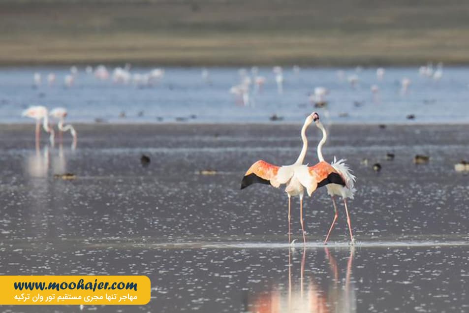 دریاچه وان23 مهاجر سیر ایرانیان