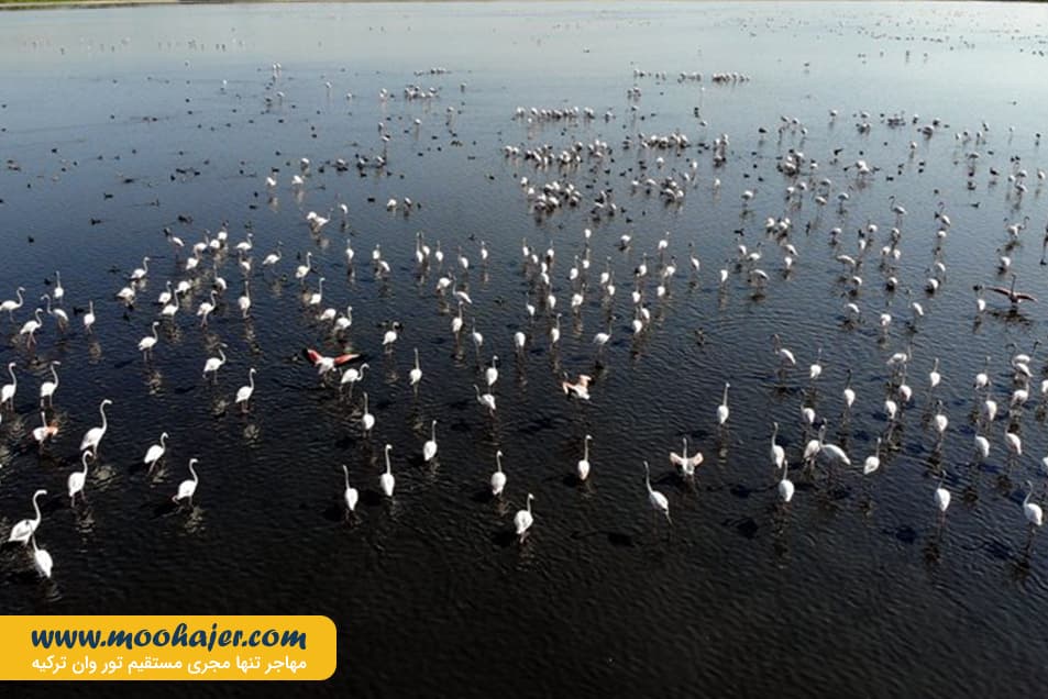 دریاچه وان3 مهاجر سیر ایرانیان