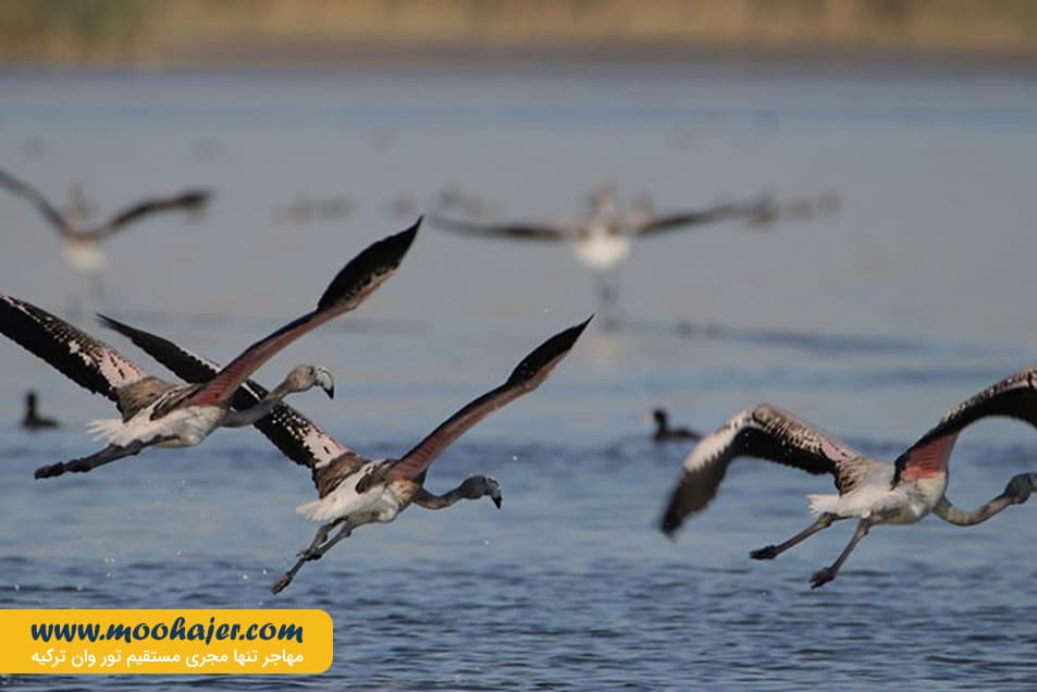 دریاچه وان4 مهاجر سیر ایرانیان