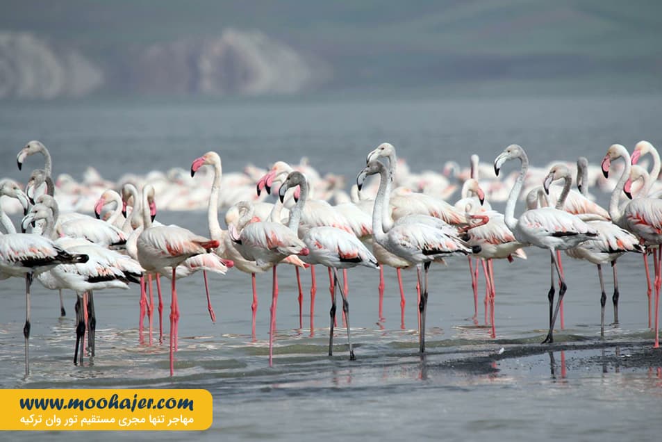 دریاچه وان5 مهاجر سیر ایرانیان