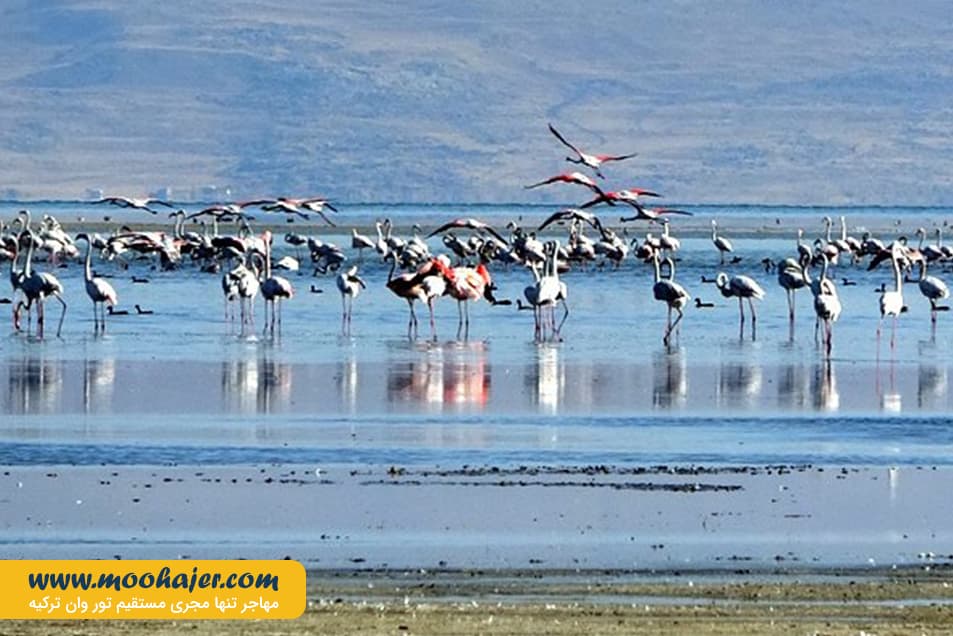 دریاچه وان6 مهاجر سیر ایرانیان