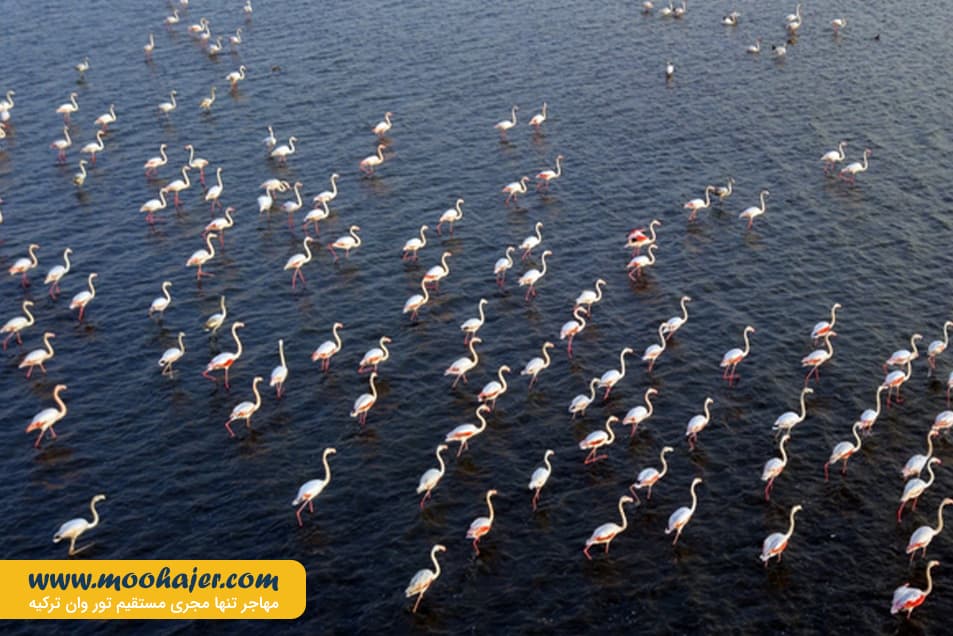 دریاچه وان8 مهاجر سیر ایرانیان