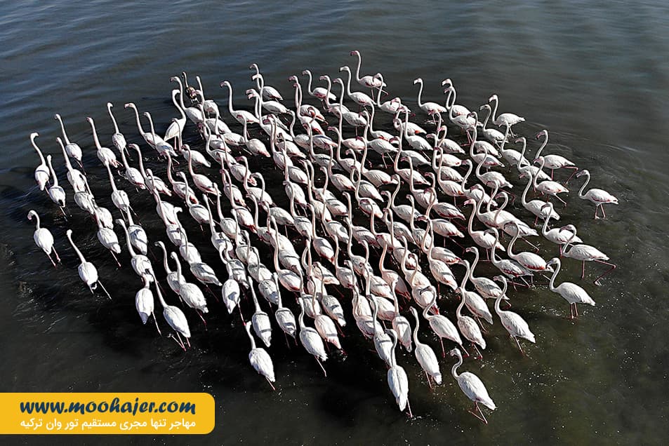 دریاچه وان9 مهاجر سیر ایرانیان