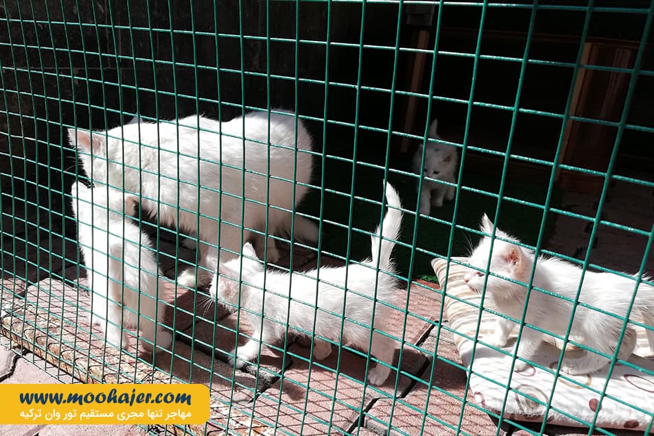 های وان 11 مهاجر سیر ایرانیان