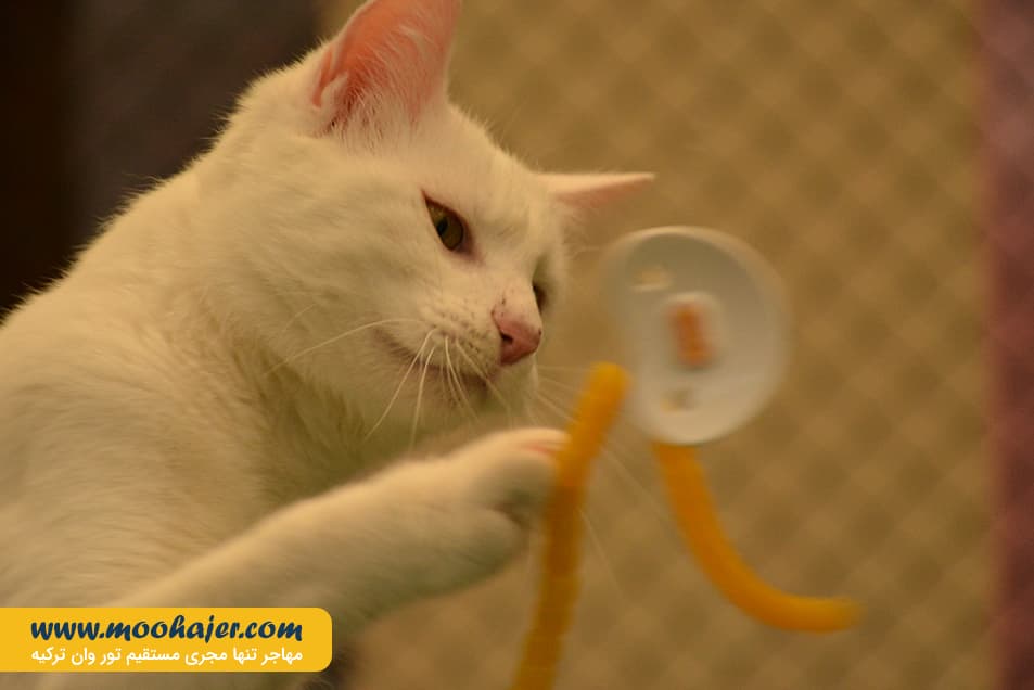 های وان 12 مهاجر سیر ایرانیان