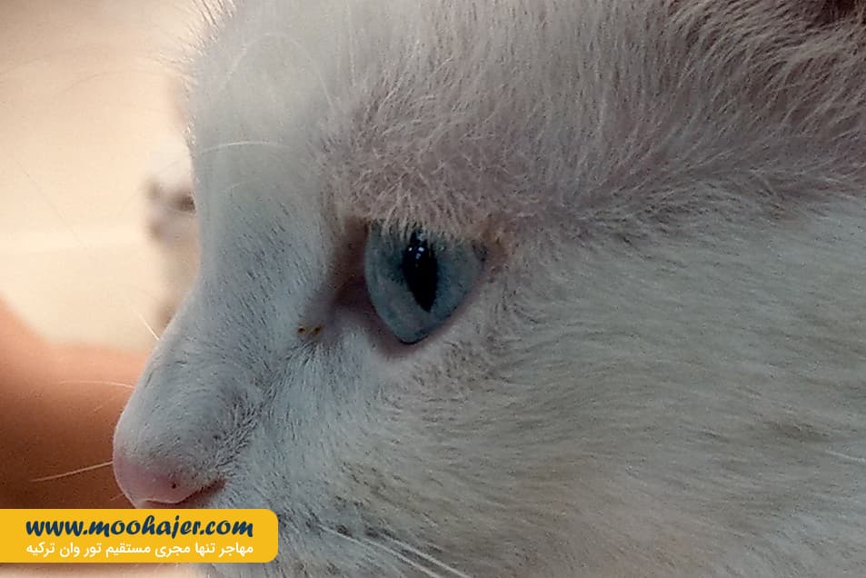 های وان 14 مهاجر سیر ایرانیان