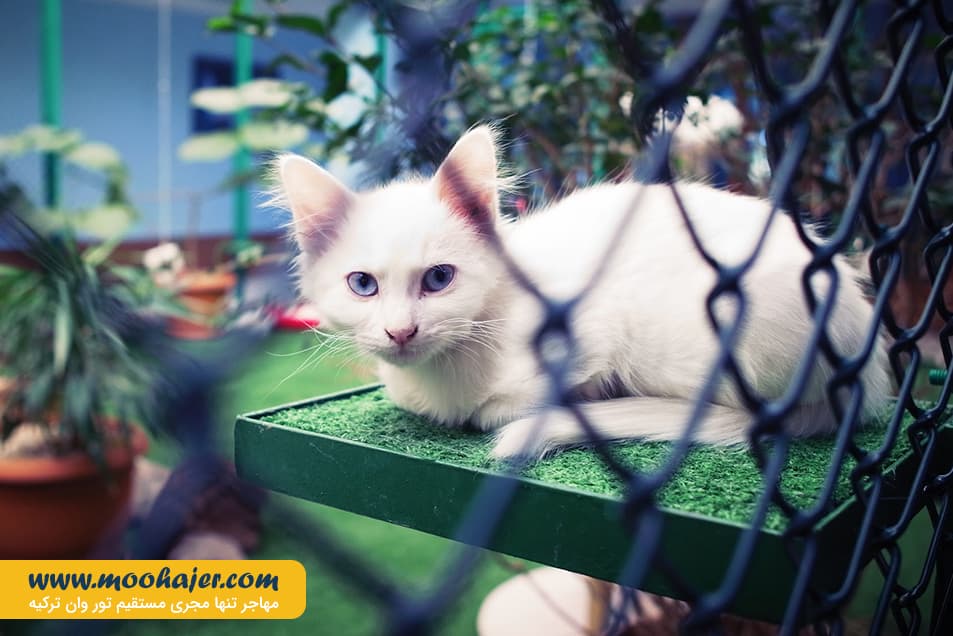 های وان 15 مهاجر سیر ایرانیان